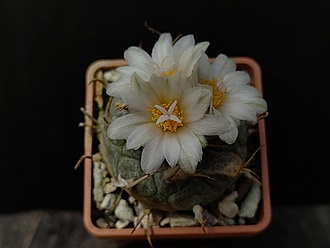 Нажмите на изображение для увеличения.

Название:	Turbinicarpus macrochele ssp.frailensis KS 093 2.005.jpg
Просмотров:	185
Размер:	106.2 Кб
ID:	531170