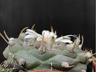 Нажмите на изображение для увеличения.

Название:	Turbinicarpus polaskii 3.004.jpg
Просмотров:	144
Размер:	163.1 Кб
ID:	531172