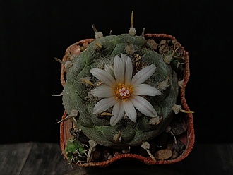 Нажмите на изображение для увеличения.

Название:	Turbinicarpus polaskii 3.005.jpg
Просмотров:	200
Размер:	134.1 Кб
ID:	531173