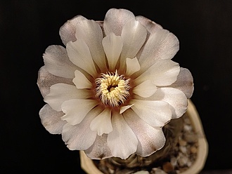 Нажмите на изображение для увеличения.

Название:	Gymnocalycium kieslingii fa.castaneum P 220 2.003.jpg
Просмотров:	458
Размер:	143.3 Кб
ID:	531175