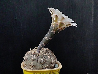 Нажмите на изображение для увеличения.

Название:	Gymnocalycium kieslingii fa.castaneum P 220 2.002.jpg
Просмотров:	451
Размер:	146.0 Кб
ID:	531176