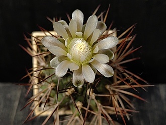 Нажмите на изображение для увеличения.

Название:	Gymnocalycium pungens v. longispinum 1.003.jpg
Просмотров:	302
Размер:	146.8 Кб
ID:	531236