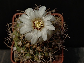 Нажмите на изображение для увеличения.

Название:	Gymnocalycium B 56 3.005.jpg
Просмотров:	668
Размер:	136.0 Кб
ID:	531238