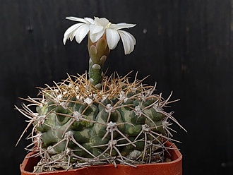 Нажмите на изображение для увеличения.

Название:	Gymnocalycium B 56 3.004.jpg
Просмотров:	666
Размер:	161.6 Кб
ID:	531239