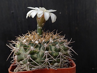 Нажмите на изображение для увеличения.

Название:	Gymnocalycium B 56 3.004.jpg
Просмотров:	509
Размер:	161.6 Кб
ID:	531239