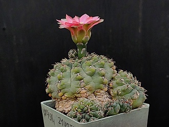 Нажмите на изображение для увеличения.

Название:	Gymnocalycium baldianum 4.004.jpg
Просмотров:	514
Размер:	154.3 Кб
ID:	531241