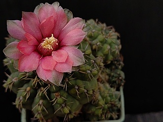 Нажмите на изображение для увеличения.

Название:	Gymnocalycium baldianum 4.005.jpg
Просмотров:	515
Размер:	141.0 Кб
ID:	531242