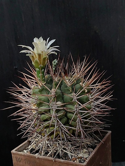 Нажмите на изображение для увеличения.

Название:	Gymnocalycium stuckertii 1.004.jpg
Просмотров:	521
Размер:	199.3 Кб
ID:	531246