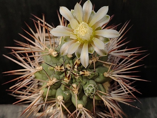 Нажмите на изображение для увеличения.

Название:	Gymnocalycium stuckertii 1.005.jpg
Просмотров:	673
Размер:	180.9 Кб
ID:	531247