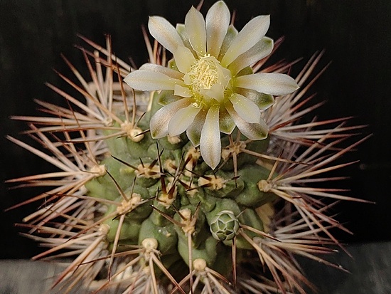 Нажмите на изображение для увеличения.

Название:	Gymnocalycium stuckertii 1.005.jpg
Просмотров:	511
Размер:	180.9 Кб
ID:	531247