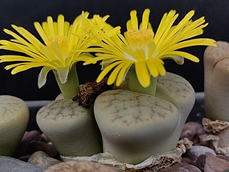 Нажмите на изображение для увеличения.

Название:	Lithops archerae 1.006.jpg
Просмотров:	360
Размер:	173.8 Кб
ID:	531336