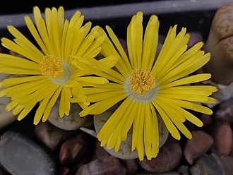 Нажмите на изображение для увеличения.

Название:	Lithops archerae 1.007.jpg
Просмотров:	365
Размер:	163.6 Кб
ID:	531337