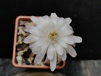 Нажмите на изображение для увеличения.

Название:	Gymnocalycium friedrichii  LB 2178 2.003.jpg
Просмотров:	228
Размер:	131.8 Кб
ID:	531374