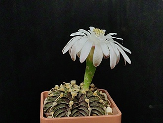 Нажмите на изображение для увеличения.

Название:	Gymnocalycium friedrichii  LB 2178 2.002.jpg
Просмотров:	230
Размер:	140.7 Кб
ID:	531373