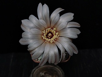 Нажмите на изображение для увеличения.

Название:	Gymnocalycium parvulum VG 303 005.jpg
Просмотров:	552
Размер:	110.2 Кб
ID:	531416