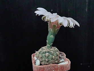 Нажмите на изображение для увеличения.

Название:	Gymnocalycium parvulum VG 303 004.jpg
Просмотров:	561
Размер:	140.3 Кб
ID:	531417