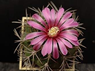 Нажмите на изображение для увеличения.

Название:	Gymnocalycium tillianum 3.005.jpg
Просмотров:	464
Размер:	168.0 Кб
ID:	531427