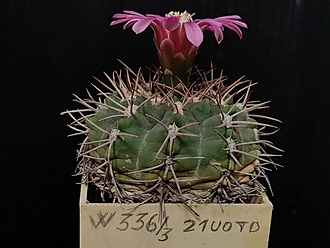 Нажмите на изображение для увеличения.

Название:	Gymnocalycium tillianum 3.004.jpg
Просмотров:	446
Размер:	159.0 Кб
ID:	531428