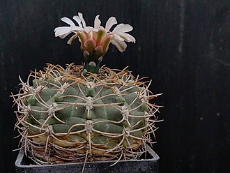 Нажмите на изображение для увеличения.

Название:	Gymnocalycium tobuschianum v.polycentralis 1.004.jpg
Просмотров:	592
Размер:	189.2 Кб
ID:	531434