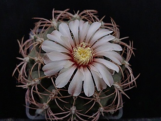 Нажмите на изображение для увеличения.

Название:	Gymnocalycium tobuschianum v.polycentralis 1.005.jpg
Просмотров:	439
Размер:	158.9 Кб
ID:	531435