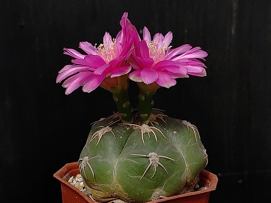 Нажмите на изображение для увеличения.  Название:	Gymnocalycium denudatum cv.”Jan Schuba” 2.004.jpg Просмотров:	0 Размер:	135.3 Кб ID:	531452