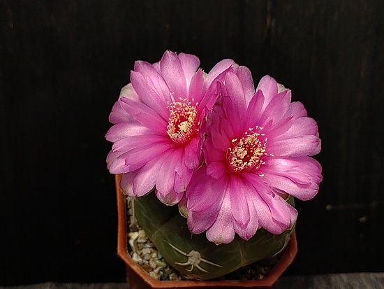 Нажмите на изображение для увеличения.  Название:	Gymnocalycium denudatum cv.”Jan Schuba” 2.005.jpg Просмотров:	0 Размер:	128.1 Кб ID:	531453