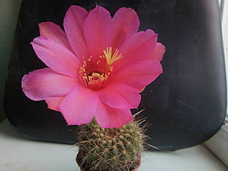 Нажмите на изображение для увеличения.  Название:	Echinopsis mamillosa v.cermesina 3.003.jpg Просмотров:	0 Размер:	162.0 Кб ID:	531485