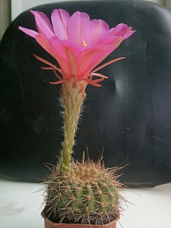 Нажмите на изображение для увеличения.  Название:	Echinopsis mamillosa v.cermesina 3.002.jpg Просмотров:	0 Размер:	185.0 Кб ID:	531486