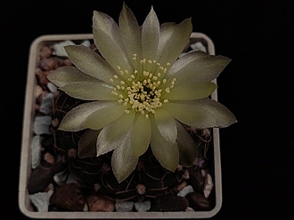 Нажмите на изображение для увеличения.

Название:	Gymnocalycium netrelianum 3.003.jpg
Просмотров:	365
Размер:	120.2 Кб
ID:	531538