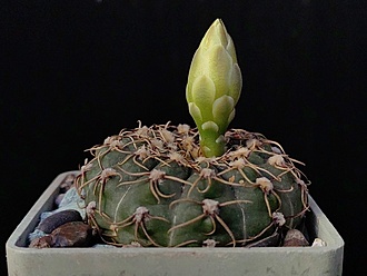 Нажмите на изображение для увеличения.

Название:	Gymnocalycium netrelianum 3.001.jpg
Просмотров:	368
Размер:	141.9 Кб
ID:	531539