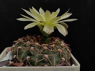 Нажмите на изображение для увеличения.

Название:	Gymnocalycium netrelianum 3.002.jpg
Просмотров:	366
Размер:	148.4 Кб
ID:	531540