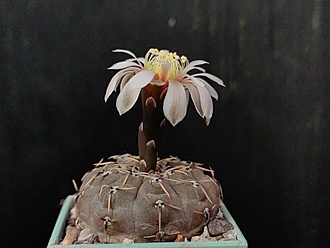 Нажмите на изображение для увеличения.

Название:	Gymnocalycium bodenbenderianum VG 248 002.jpg
Просмотров:	185
Размер:	154.1 Кб
ID:	531547