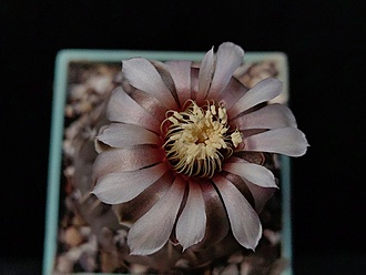 Нажмите на изображение для увеличения.

Название:	Gymnocalycium bodenbenderianum VG 248 003.jpg
Просмотров:	278
Размер:	133.0 Кб
ID:	531548