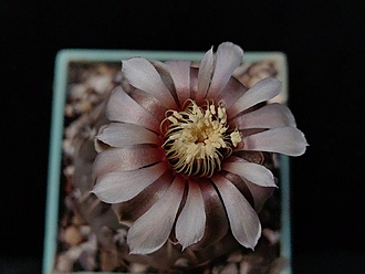 Нажмите на изображение для увеличения.

Название:	Gymnocalycium bodenbenderianum VG 248 003.jpg
Просмотров:	163
Размер:	133.0 Кб
ID:	531548