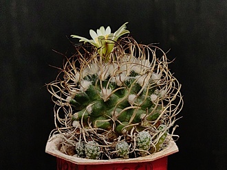 Нажмите на изображение для увеличения.

Название:	Turbinicarpus krainzianus 4.002.jpg
Просмотров:	320
Размер:	187.4 Кб
ID:	531631