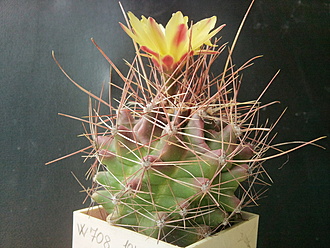 Нажмите на изображение для увеличения.

Название:	Hamatocactus hamatocanthus v.davisii 1.002.jpg
Просмотров:	192
Размер:	240.4 Кб
ID:	531642