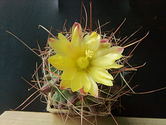 Нажмите на изображение для увеличения.

Название:	Hamatocactus hamatocanthus v.davisii 1.003.jpg
Просмотров:	193
Размер:	177.6 Кб
ID:	531643