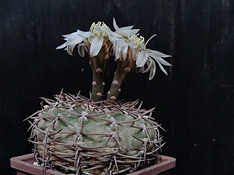 Нажмите на изображение для увеличения.

Название:	Gymnocalycium piltziorum 1.006.jpg
Просмотров:	383
Размер:	157.3 Кб
ID:	531737