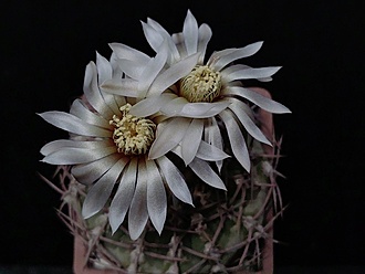 Нажмите на изображение для увеличения.

Название:	Gymnocalycium piltziorum 1.007.jpg
Просмотров:	384
Размер:	132.9 Кб
ID:	531738