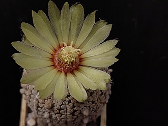 Нажмите на изображение для увеличения.

Название:	Astrophytum asterias cv. ”Snow” 1.003.jpg
Просмотров:	169
Размер:	133.2 Кб
ID:	531749