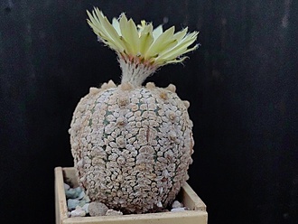 Нажмите на изображение для увеличения.

Название:	Astrophytum asterias cv. ”Snow” 1.002.jpg
Просмотров:	545
Размер:	166.3 Кб
ID:	531748