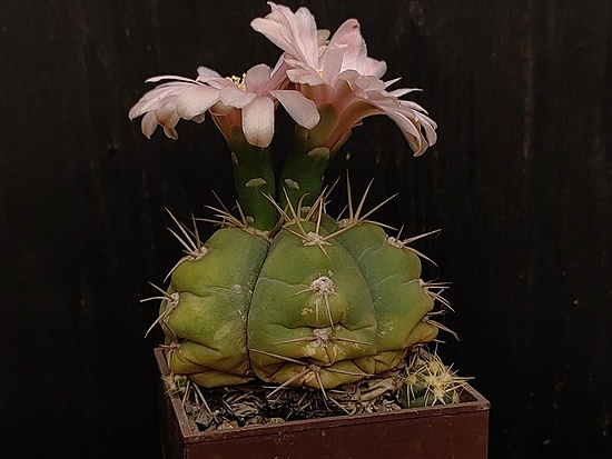 Нажмите на изображение для увеличения.

Название:	Gymnocalycium horstii v.bueneckeri 3.008.jpg
Просмотров:	196
Размер:	134.8 Кб
ID:	531774