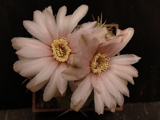 Нажмите на изображение для увеличения.

Название:	Gymnocalycium horstii v.bueneckeri 3.009.jpg
Просмотров:	193
Размер:	151.9 Кб
ID:	531775