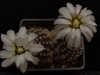 Нажмите на изображение для увеличения.

Название:	Gymnocalycium ragonesei 1.009.jpg
Просмотров:	372
Размер:	120.1 Кб
ID:	531823