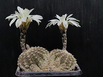 Нажмите на изображение для увеличения.

Название:	Gymnocalycium ragonesei 1.008.jpg
Просмотров:	370
Размер:	172.2 Кб
ID:	531822
