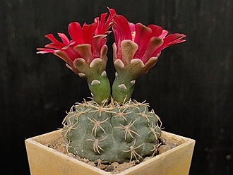 Нажмите на изображение для увеличения.

Название:	Gymnocalycium xheidiae GN 925-3028 1.004.jpg
Просмотров:	348
Размер:	152.3 Кб
ID:	531910