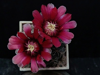 Нажмите на изображение для увеличения.

Название:	Gymnocalycium xheidiae GN 925-3028 1.005.jpg
Просмотров:	347
Размер:	128.5 Кб
ID:	531911