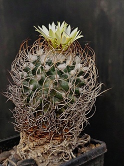 Нажмите на изображение для увеличения.

Название:	Turbinicarpus krainzianus 2.006.jpg
Просмотров:	293
Размер:	217.7 Кб
ID:	531946