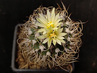 Нажмите на изображение для увеличения.

Название:	Turbinicarpus krainzianus 2.007.jpg
Просмотров:	283
Размер:	153.1 Кб
ID:	531947