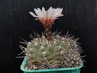 Нажмите на изображение для увеличения.

Название:	Gymnocalycium stellatum v.nigrispinum 2.004.jpg
Просмотров:	273
Размер:	180.0 Кб
ID:	532002